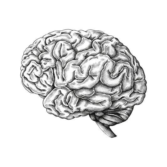 Drawing of a brain